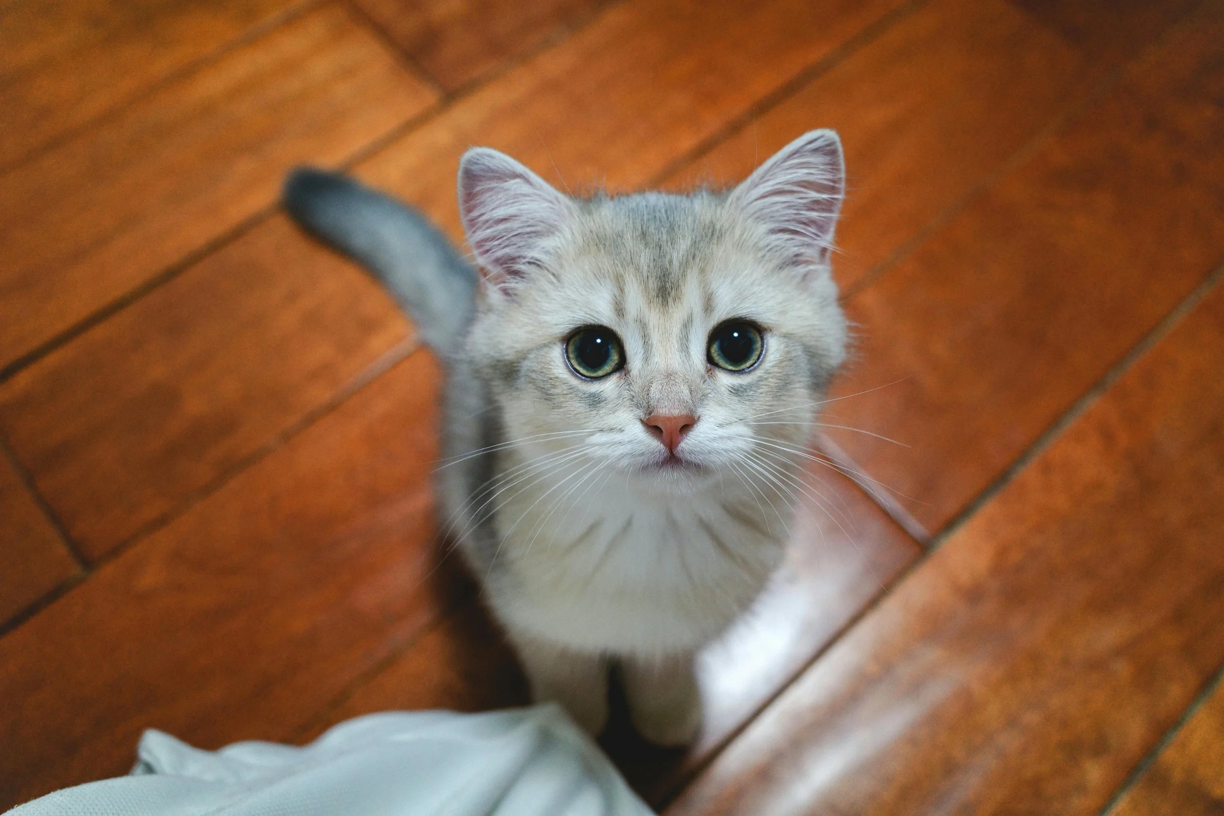 Where to Keep Your Pet First Aid Kit