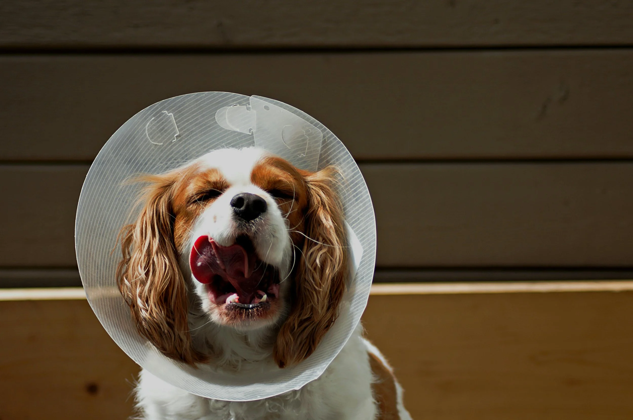 Pet First Aid Kit Essentials: 5 Must-Have Items Every Pet Mom Needs