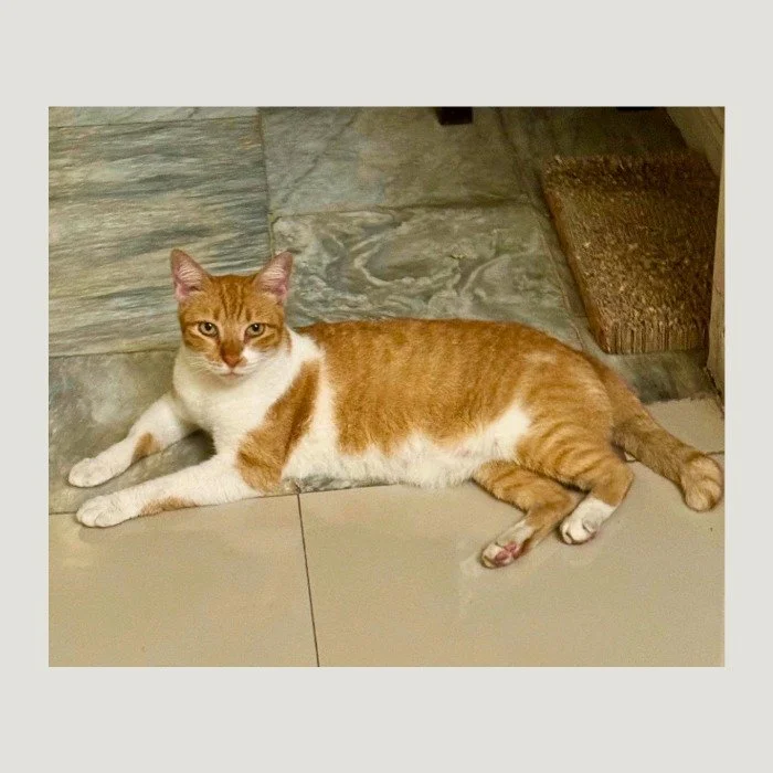 An orange and white cat sitting in front of a mirror