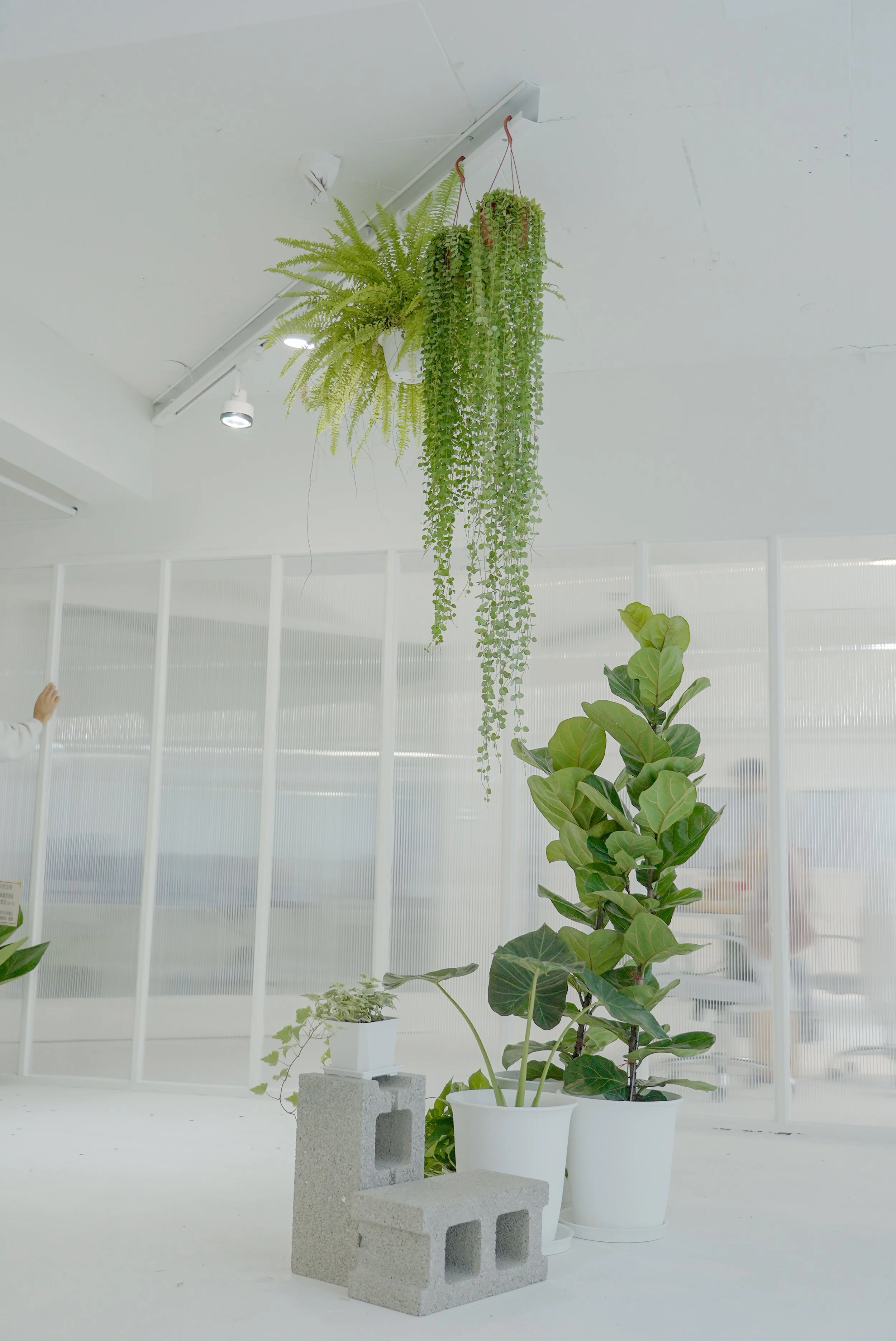 Indoor space with hanging and potted green plants, including fern and ivy, in white pots, with a white background and frosted glass partition.