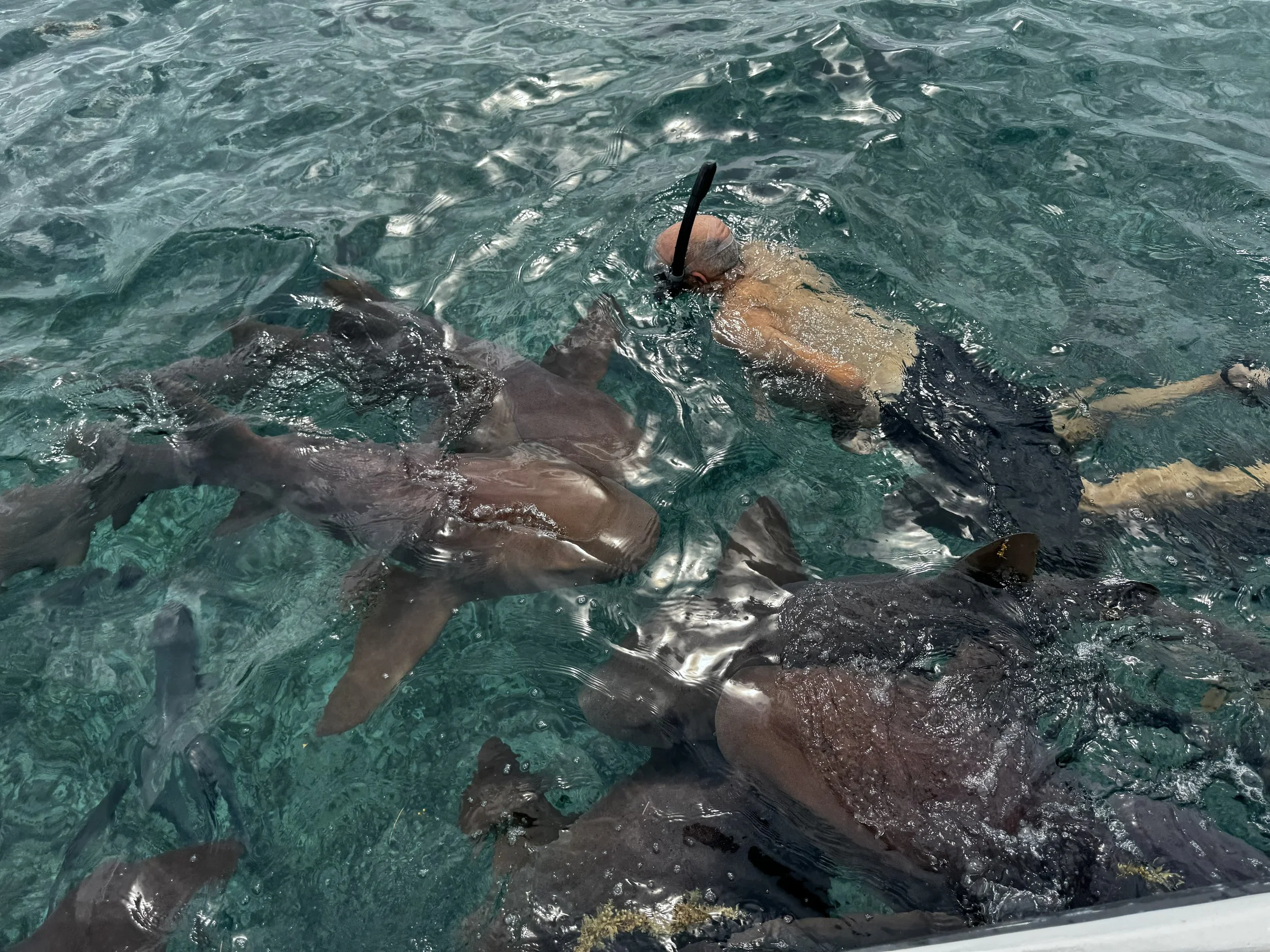 swimming with sharks at Shark Ray Alley