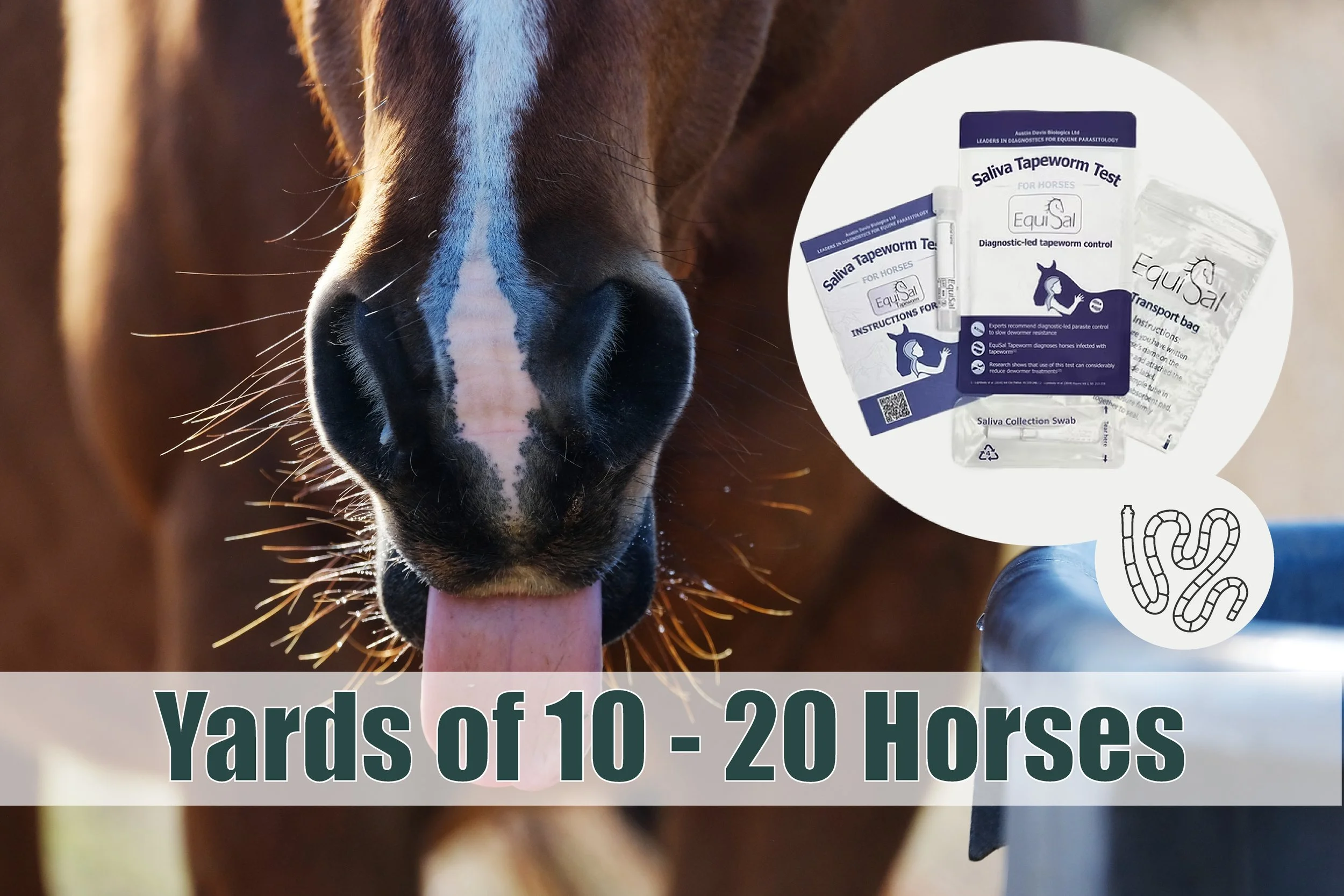 Yards 10 - 20 Horses - EquiSal Tapeworm Saliva Test