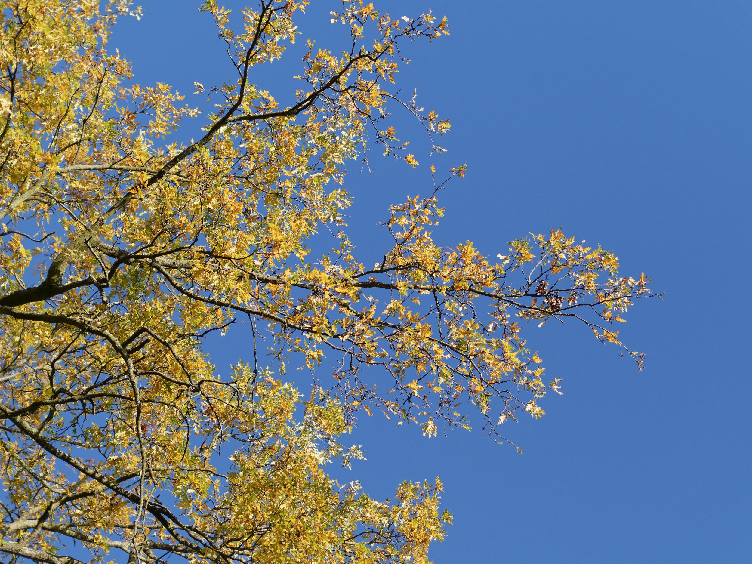 _1010036_DxO-1.jpg