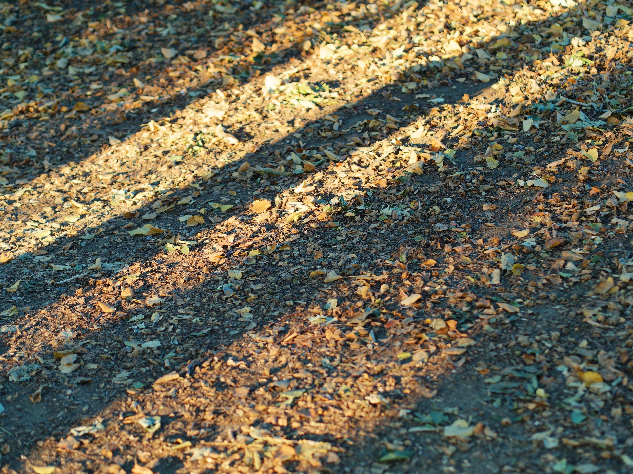 _1010076_DxO.jpg