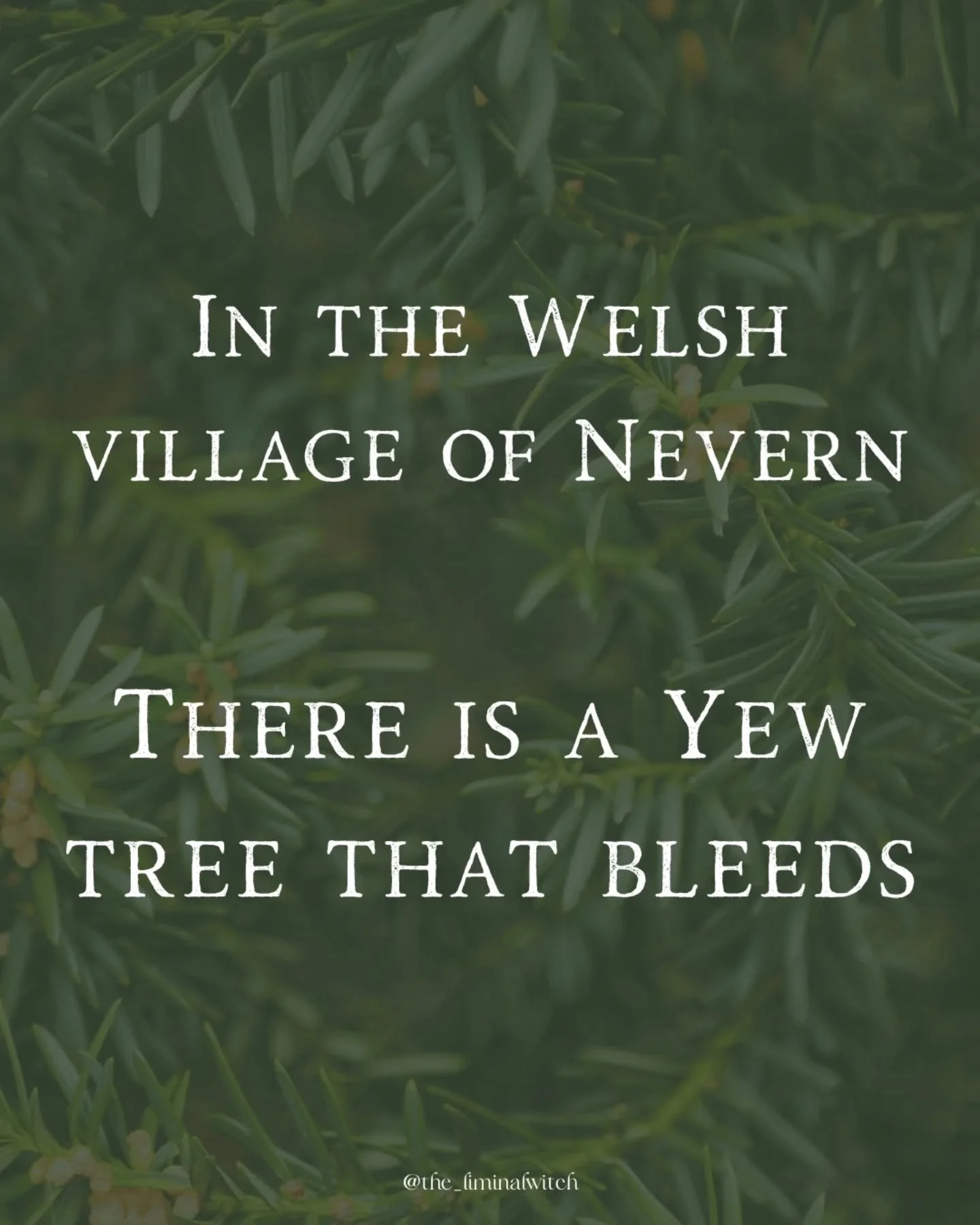 Just another Cymru mystery 👇🏻

The Bleeding Yew of Nevern can be found in the village of the same name in Pembrokeshire, Wales. 

While yews 'bleeding' isn't that strange, what makes this yew tree stand out is the distinct colour of the sap and the