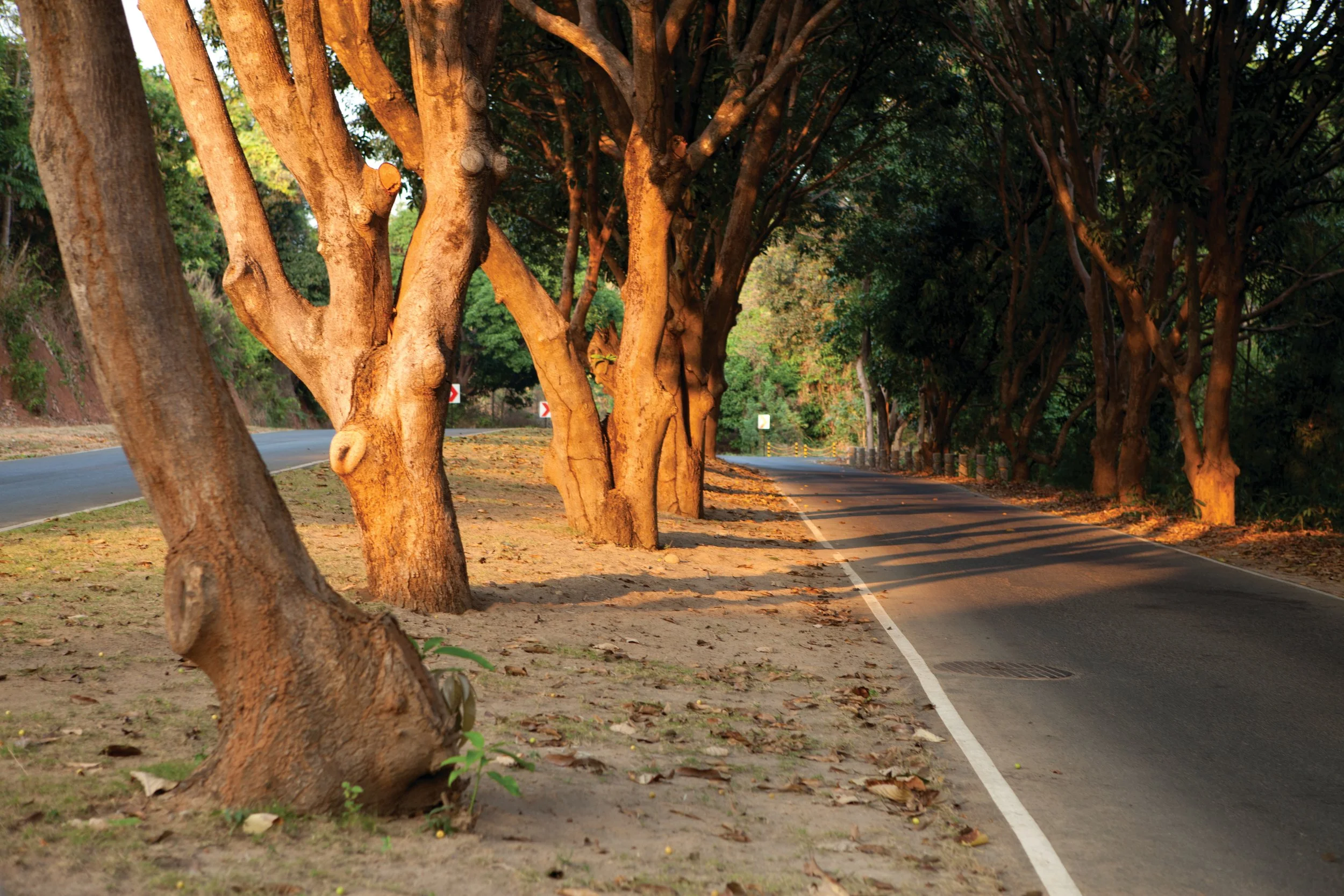 Scenic Roads