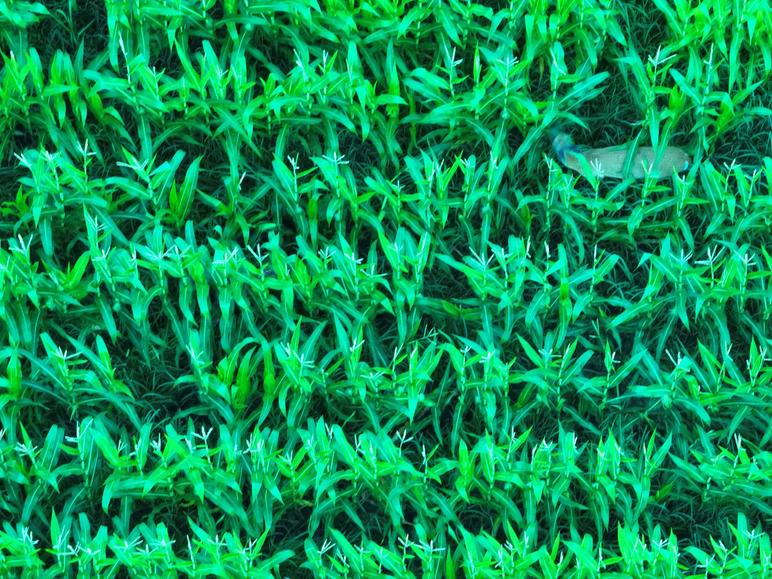 DJI_20260704210422_0001_V.jpeg