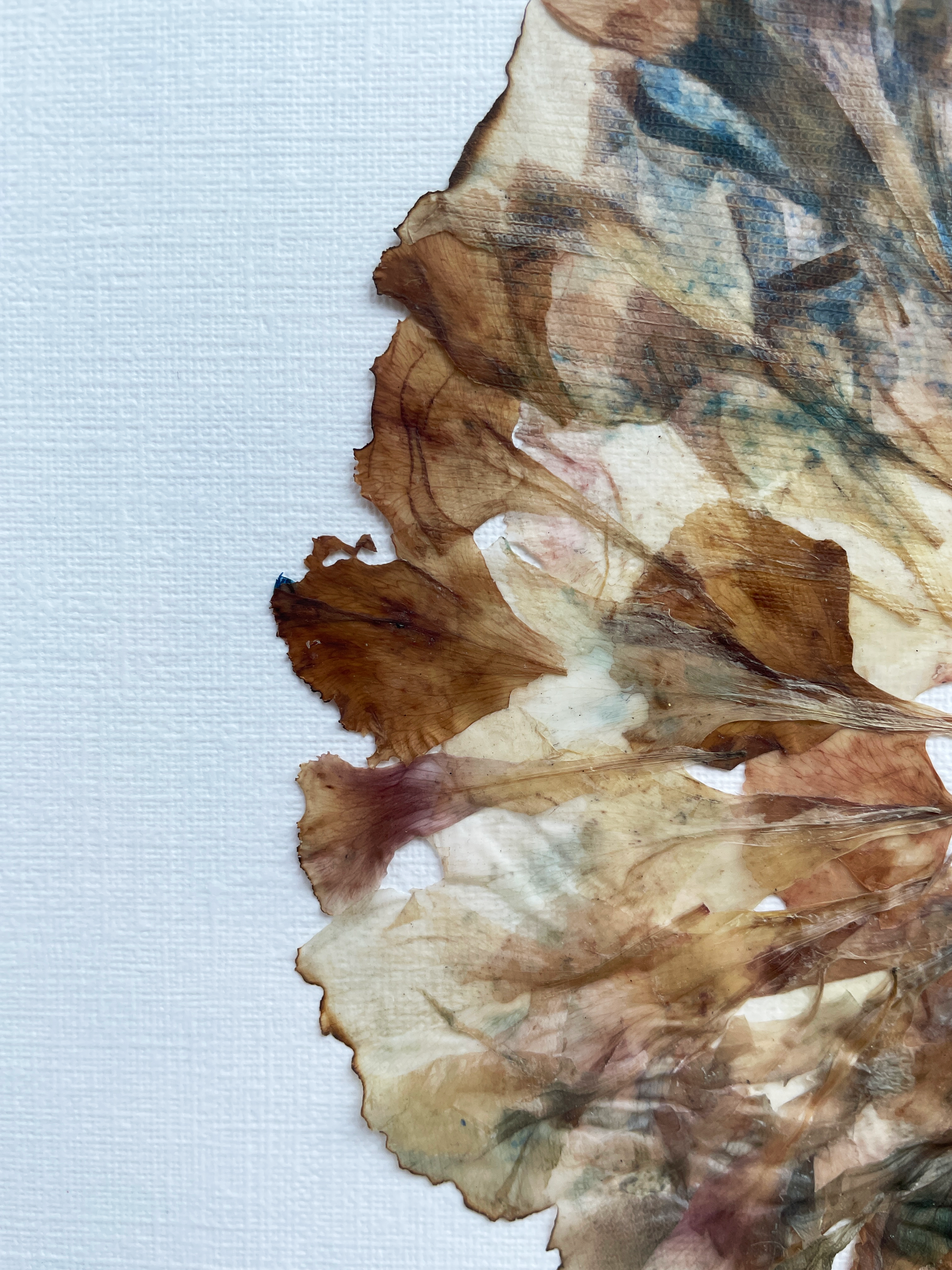 tableau-fleurs-fanees-orphose-rosace-oeillet