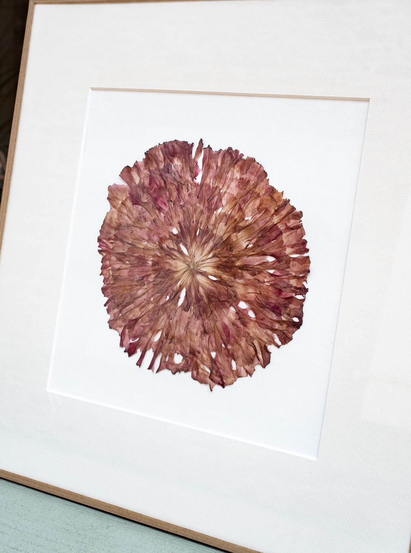 tableau-fleurs-fanees-orphose-rosace-oeillet