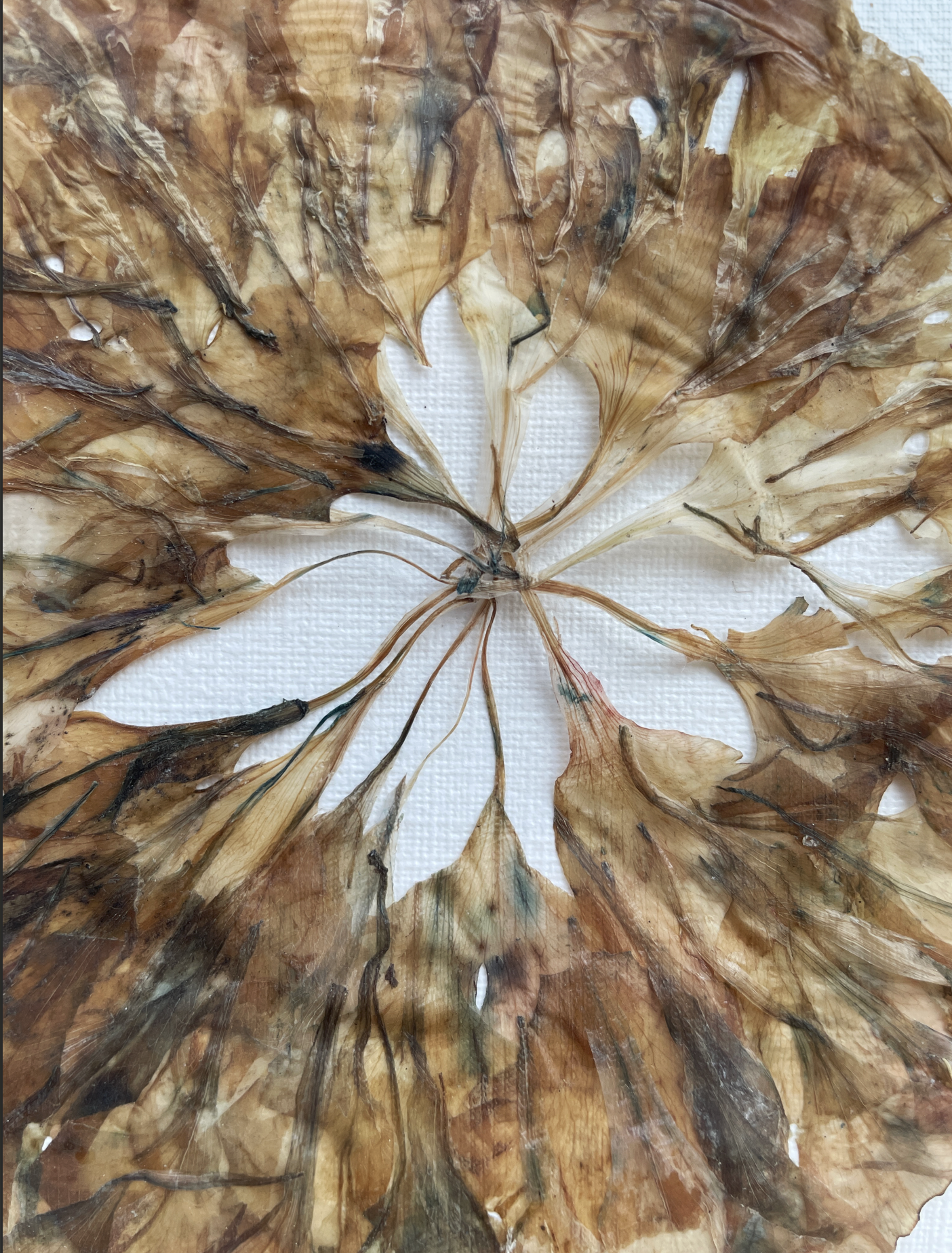 tableau-fleurs-fanees-orphose-rosace-oeillet