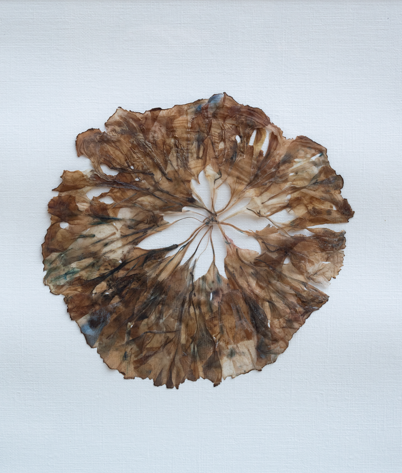 tableau-fleurs-fanees-orphose-rosace-oeillet