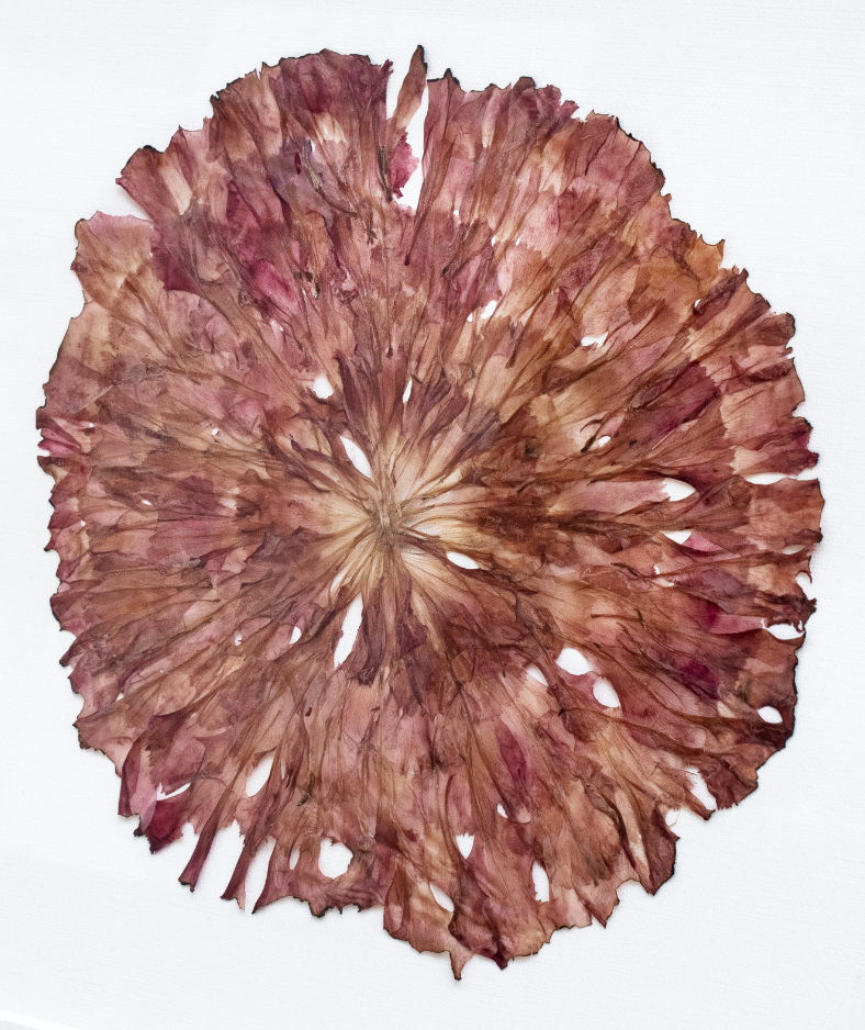 tableau-fleurs-fanees-orphose-rosace-oeillet