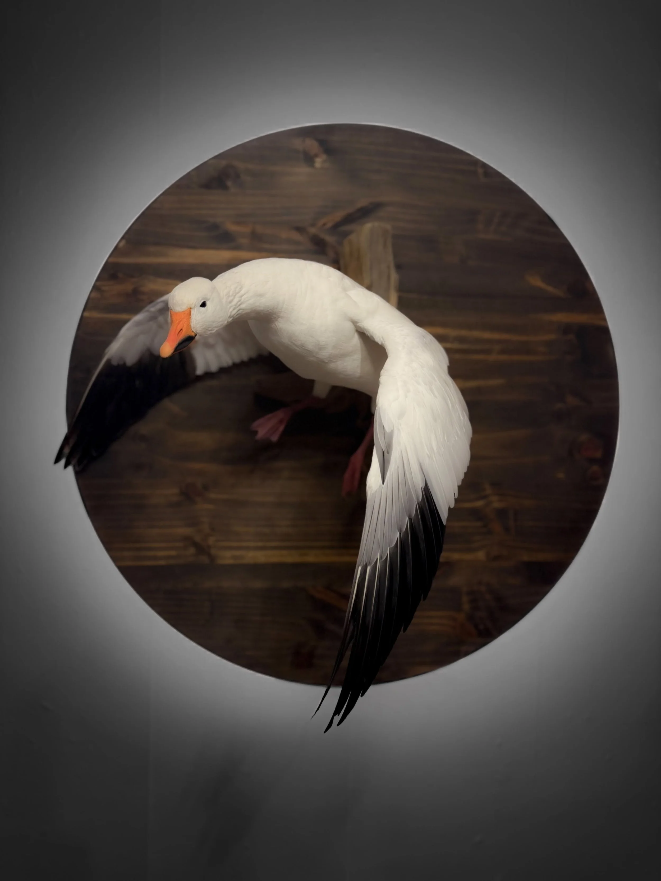 Snow Goose on wood backing