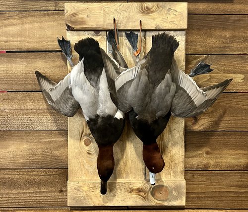 Two wigeon mounts on wood backing