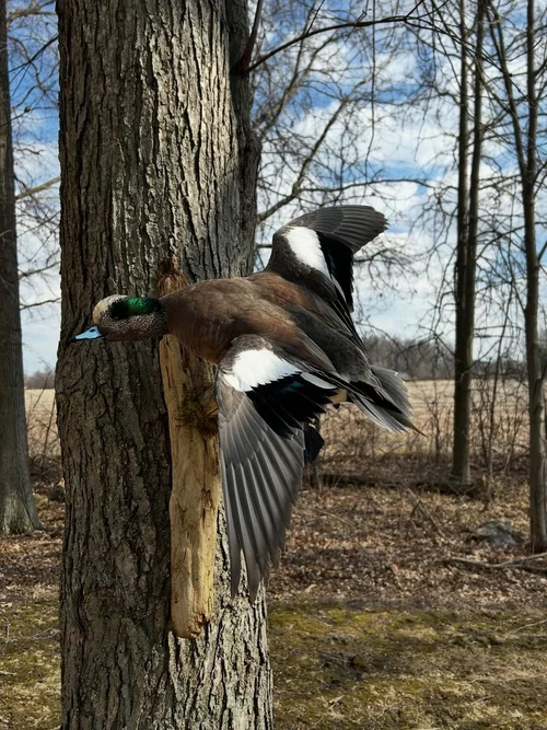 Wigeon duck mount on driftwood