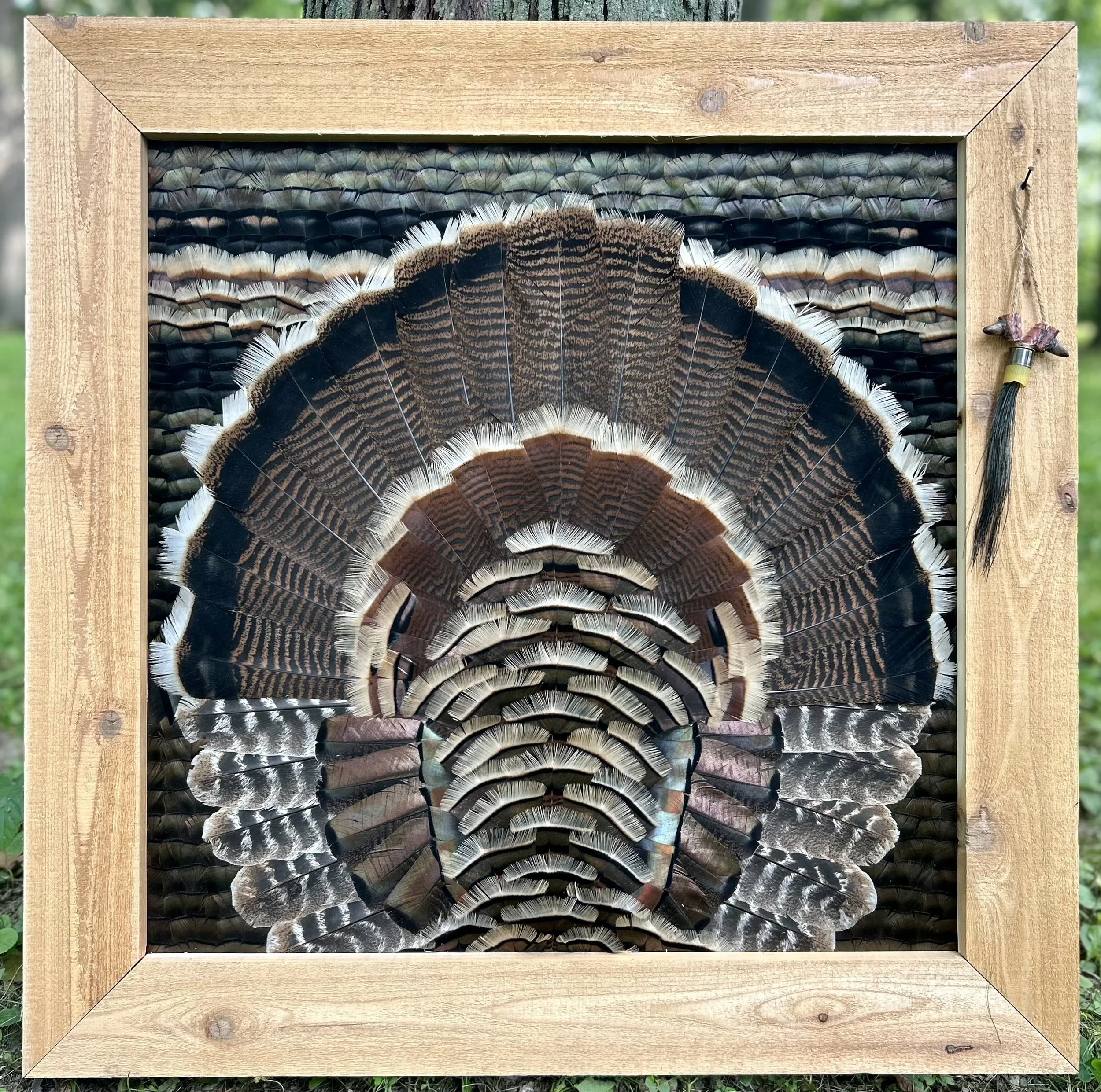 Framed display of various bird feathers arranged in a pattern with a wooden border, outdoors on grass.