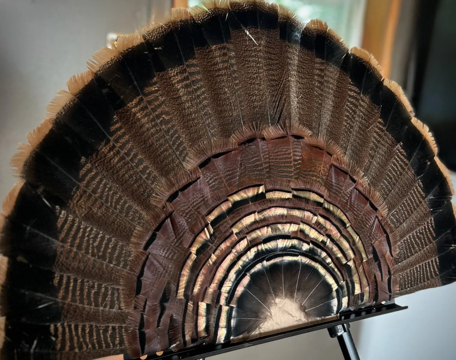 Close-up of a fan made from multicolored pheasant feathers arranged in a semicircular pattern.