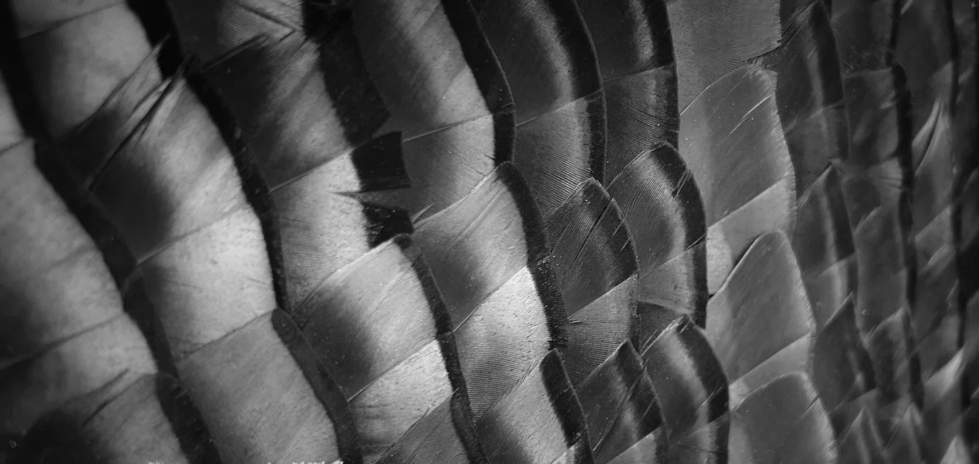 Close-up of wild turkey back feathers to display the colors in turkey feather art