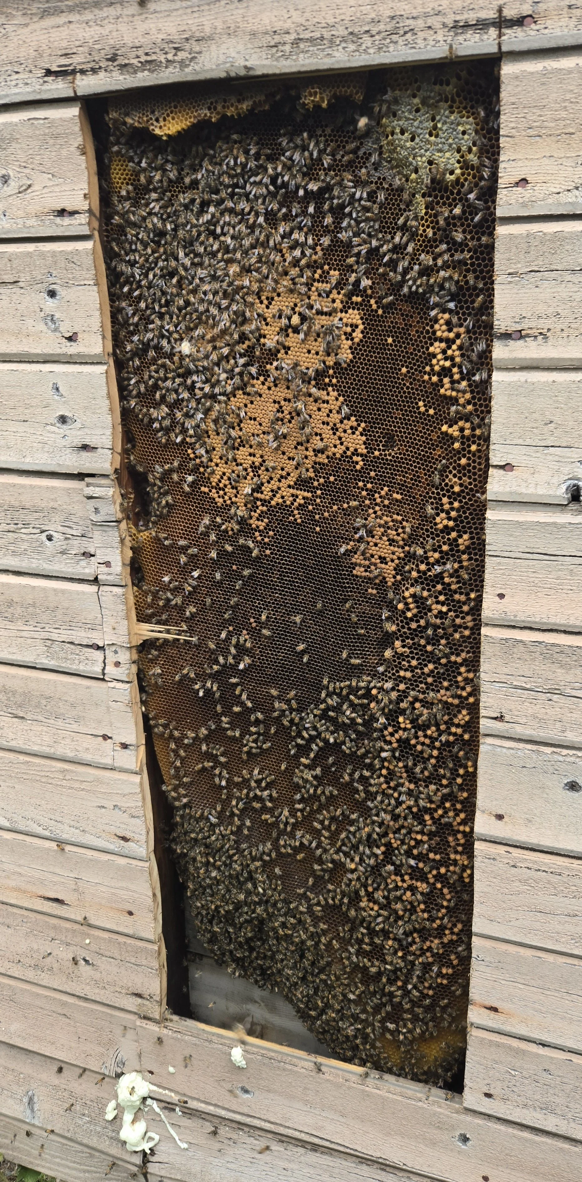 bee removal from siding wall showing a bee colony inside, with bees actively working on the honeycomb.