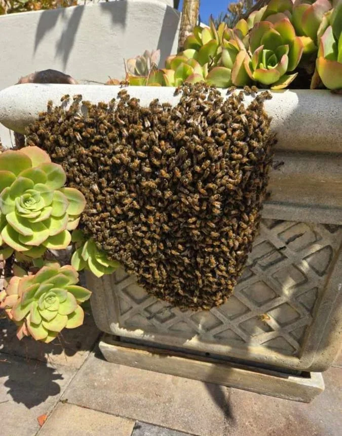 A large hive of bees attached to the corner of a concrete planter filled with succulents, outdoors under sunlight.