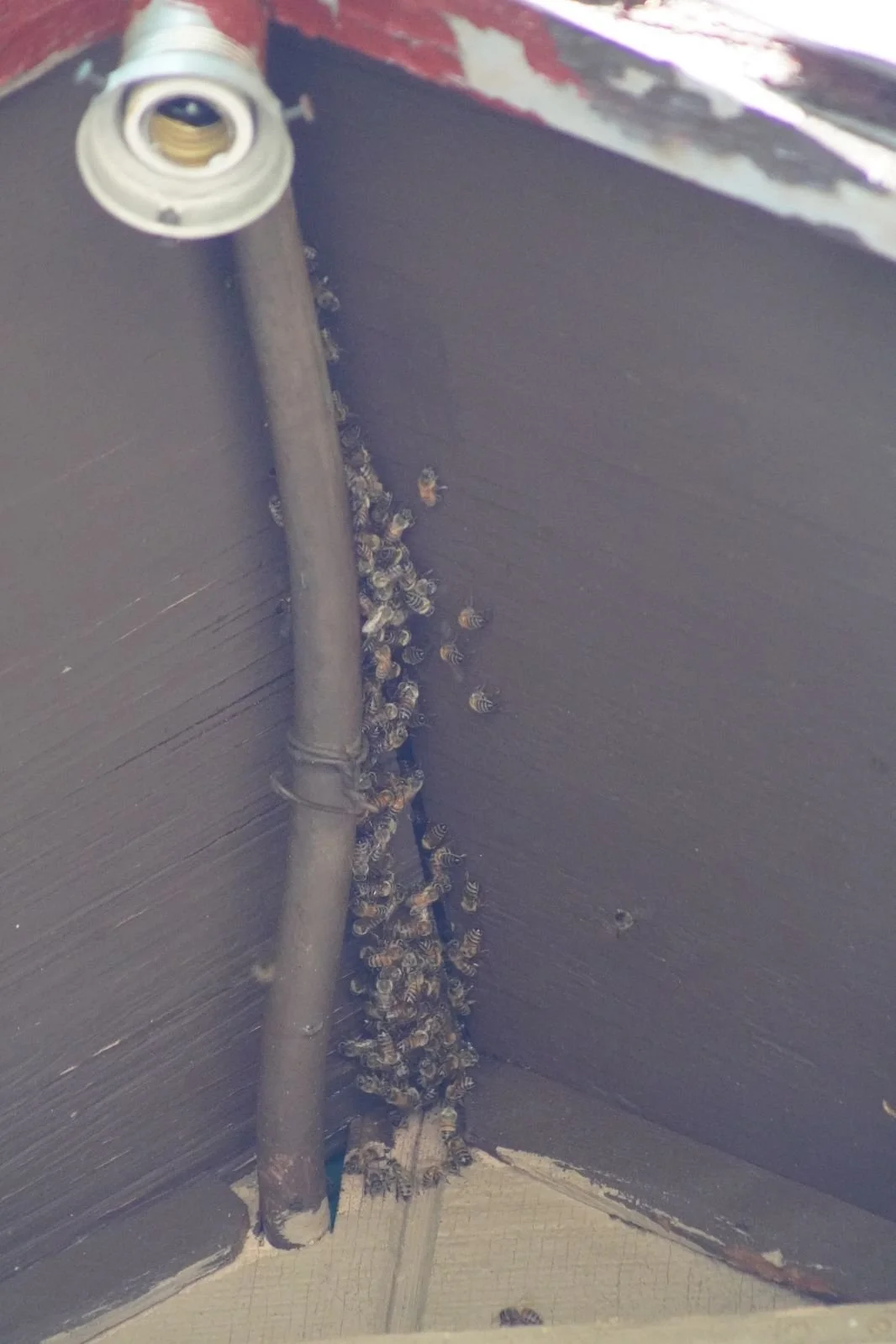 A close-up of a bee or wasp hive on the corner of a dark wooden wall or ceiling, with a metal pipe running vertically and a light fixture in the top left corner.