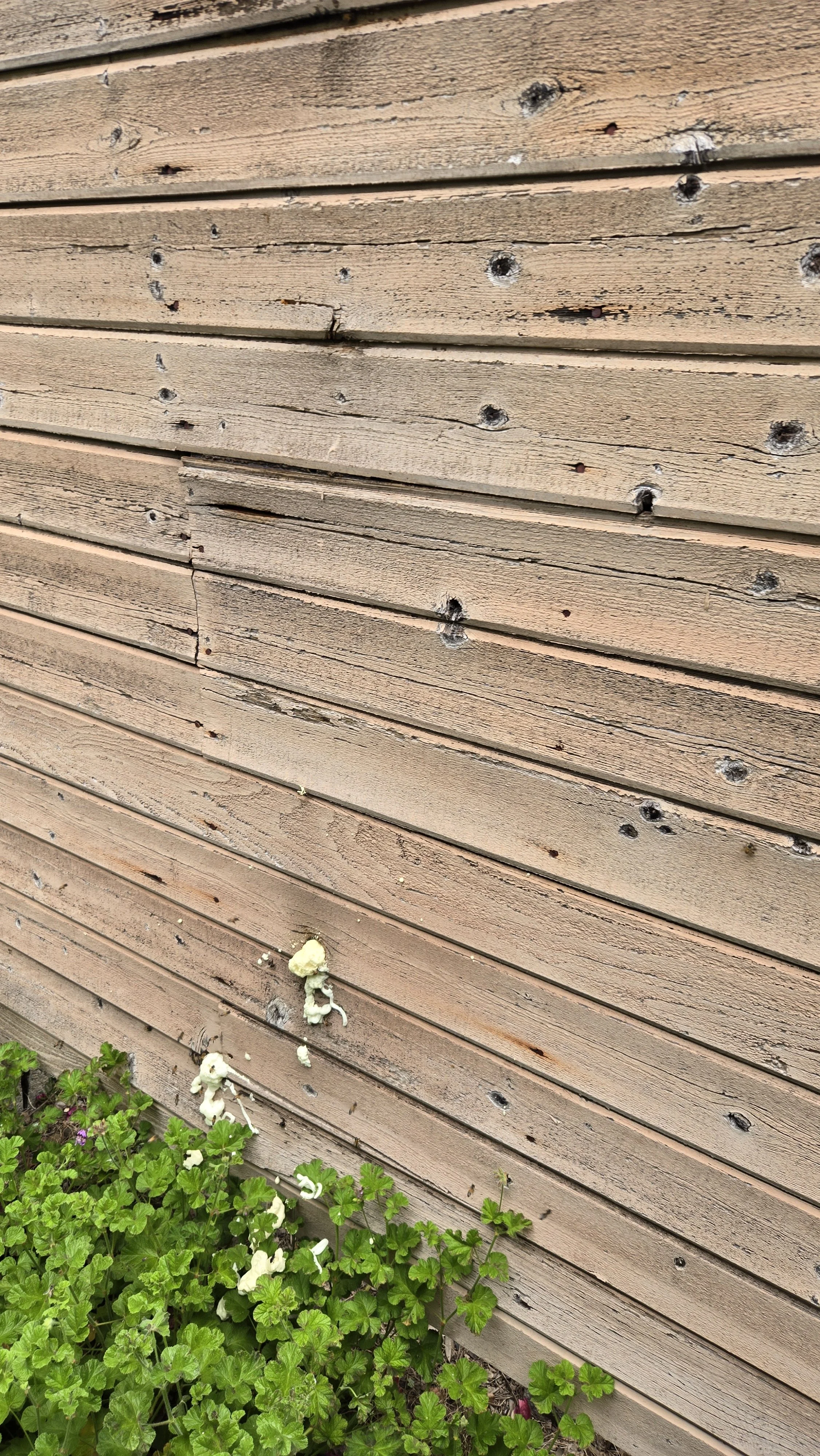 bee hive entrance hiding a massive bee hive hidden inside a wooden exterior wall in san diego