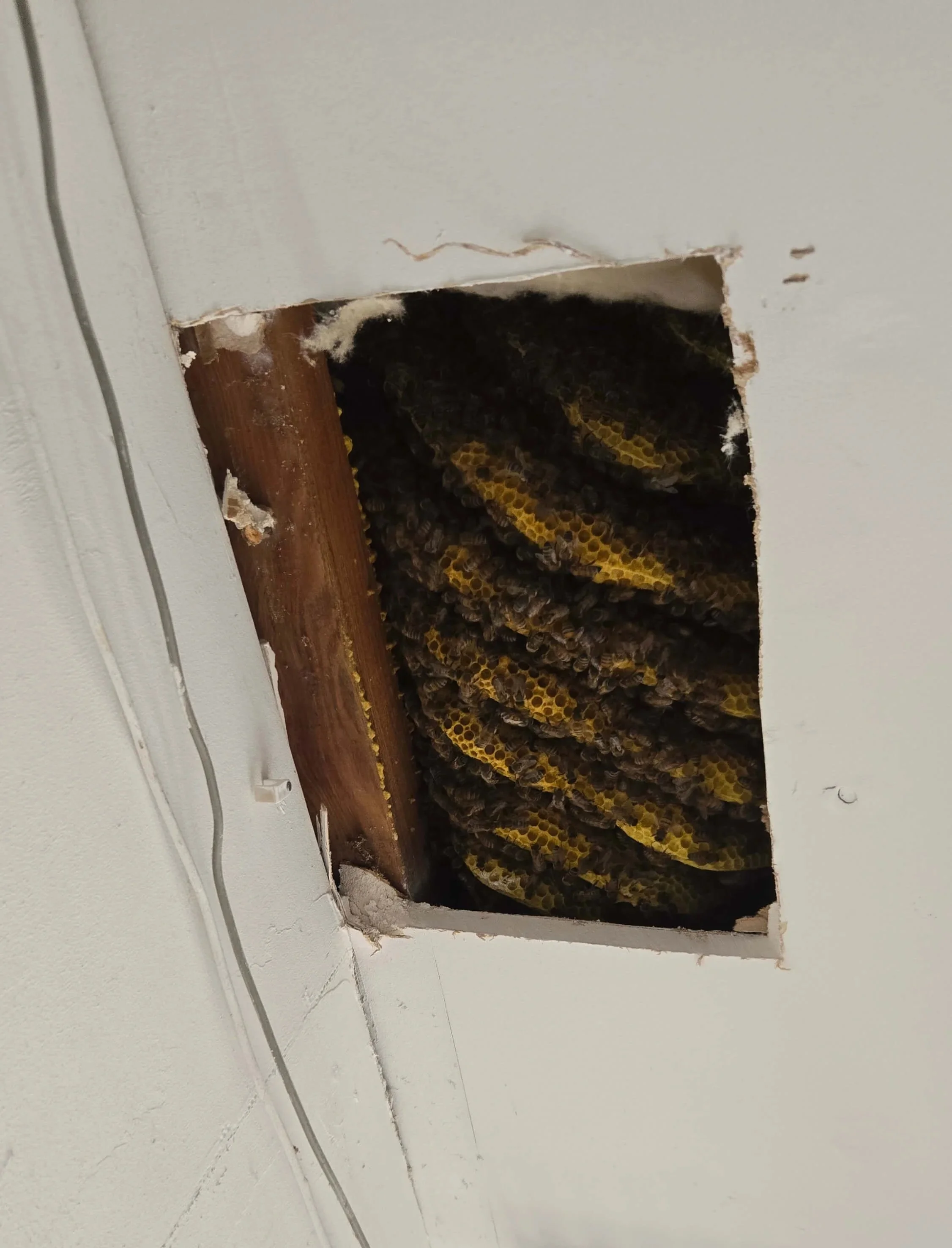 A hole in a ceiling reveals honeycomb frames and a bee in a dark space behind the ceiling.