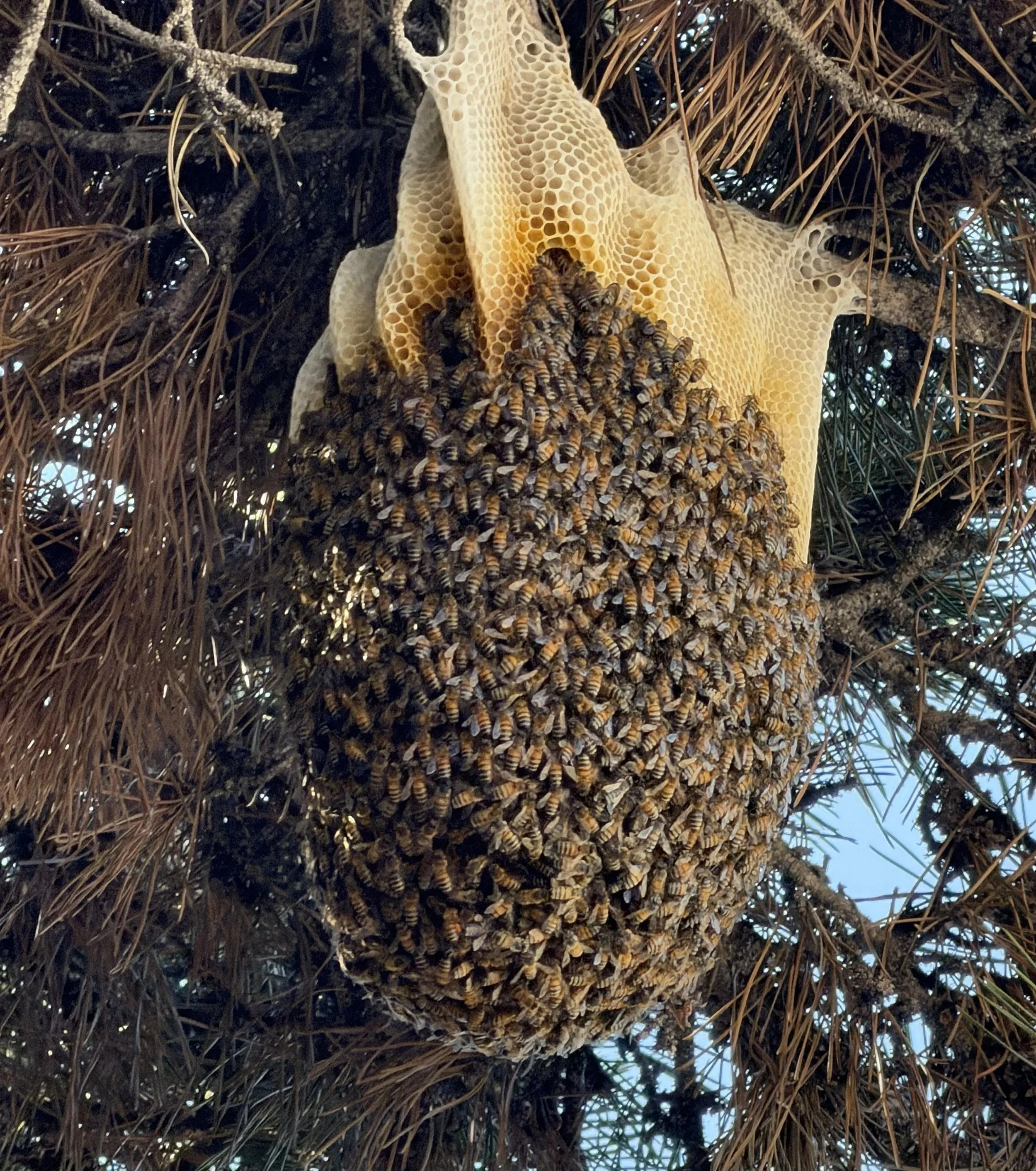 A close-up view of a wasp hive attached to pine tree branches surrounded by pine needles.