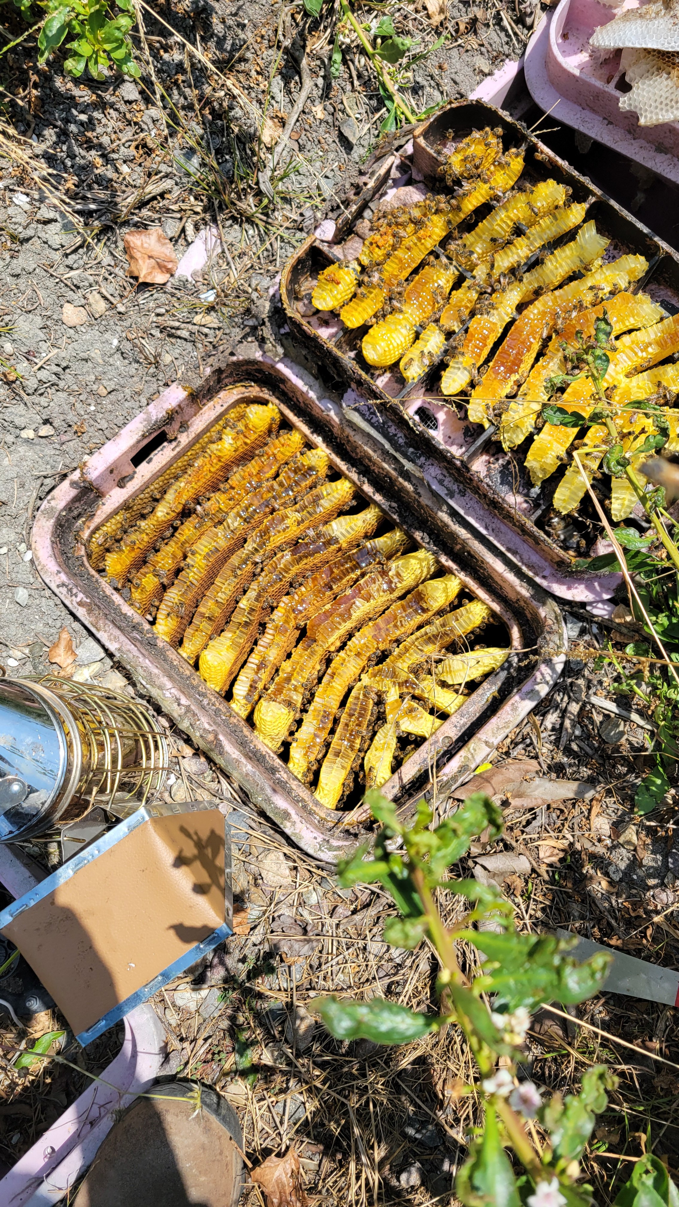 Two open bee hives on the ground with numerous honeycomb frames filled with bees and honey, surrounded by dry grass, small plants, and some leaves.