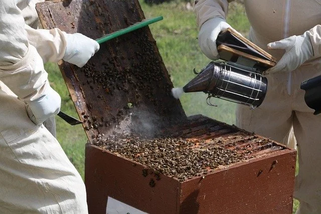Two people in beekeeper suits inspecting a hive with an open lid, using tools and smoke to calm bees.