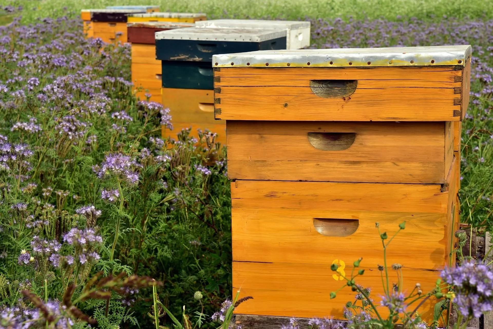 Beehives in a flower field
