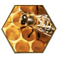 Bee Removal San Diego - Same Day Bee Swarm Removal