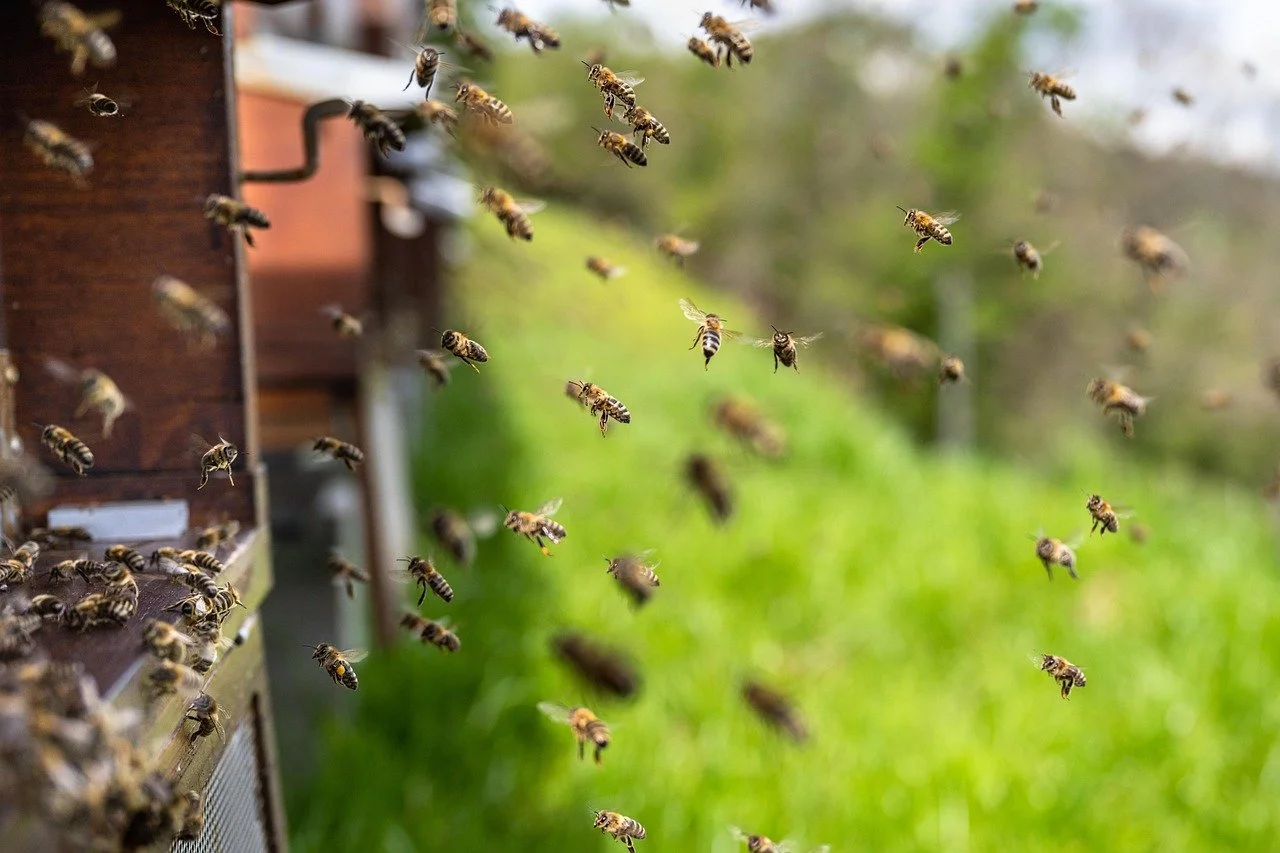 Honey bees landing on a beehive