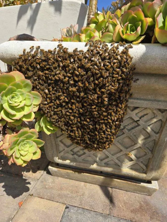 A large cluster of honeybees hanging from the edge of a concrete planter filled with succulents.