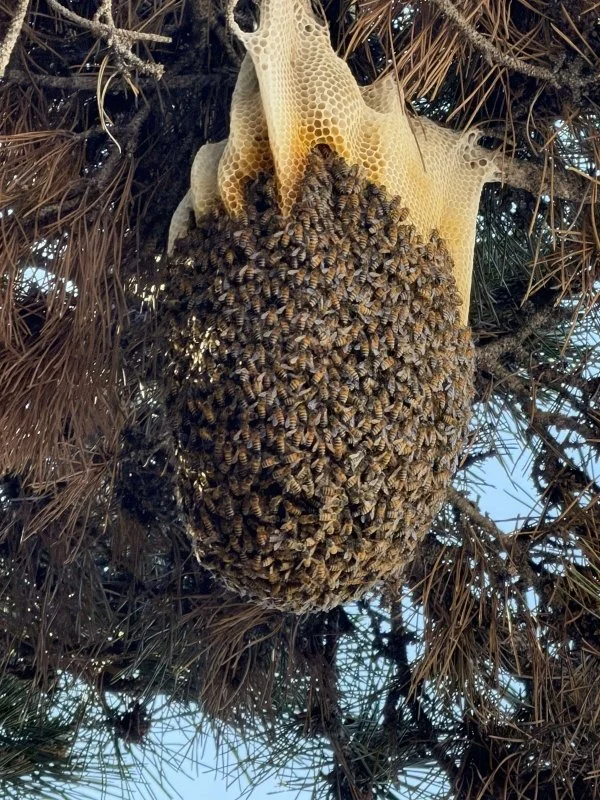 Bee Hive in a tree showing large cluster of bees gathered on honey comb