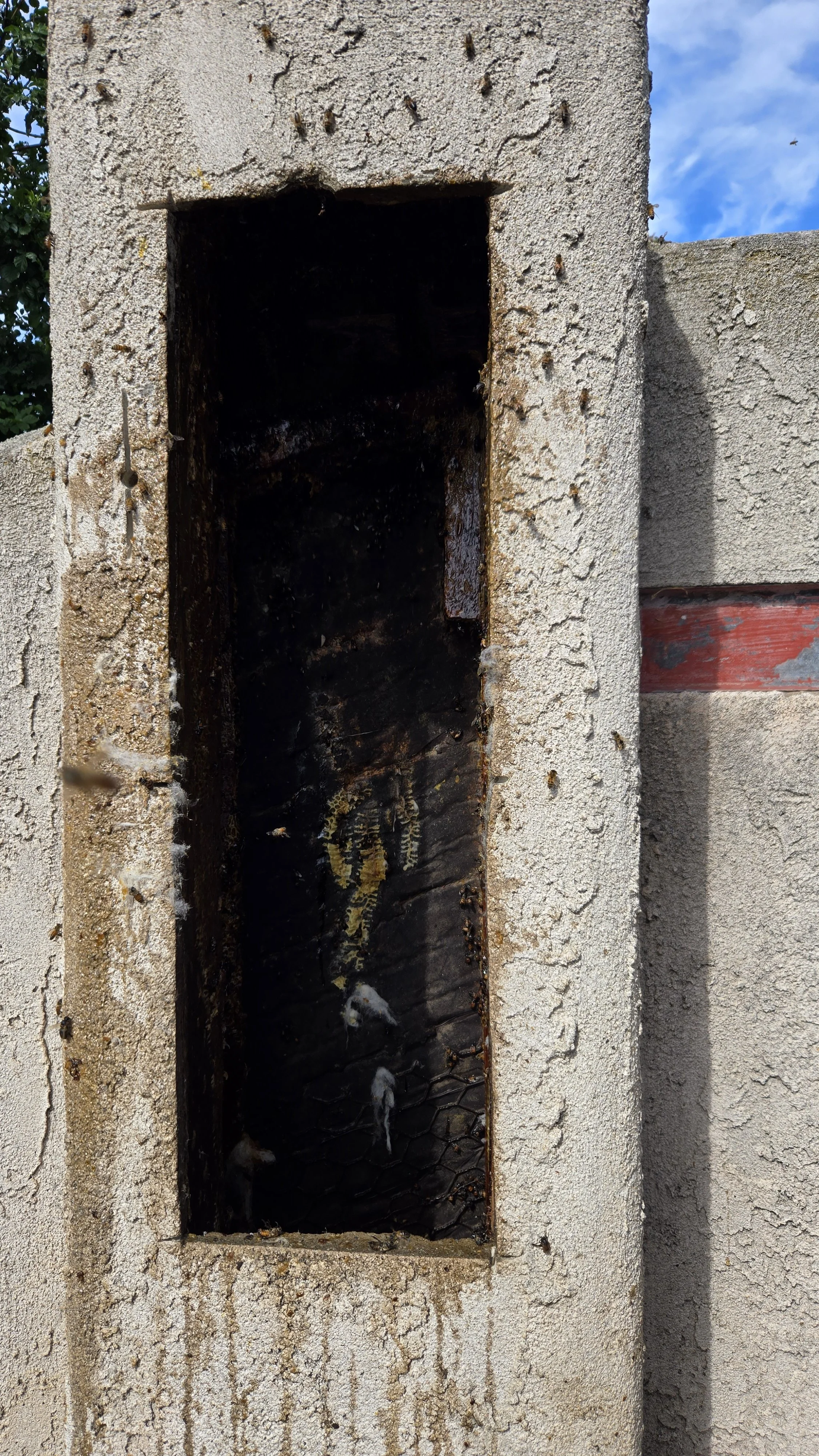 Bee hive removed from a stucco wall in san diego