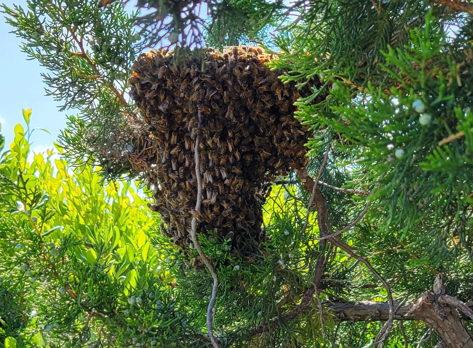 Swarm of bees clustered on a tree branch surrounded by green foliage.