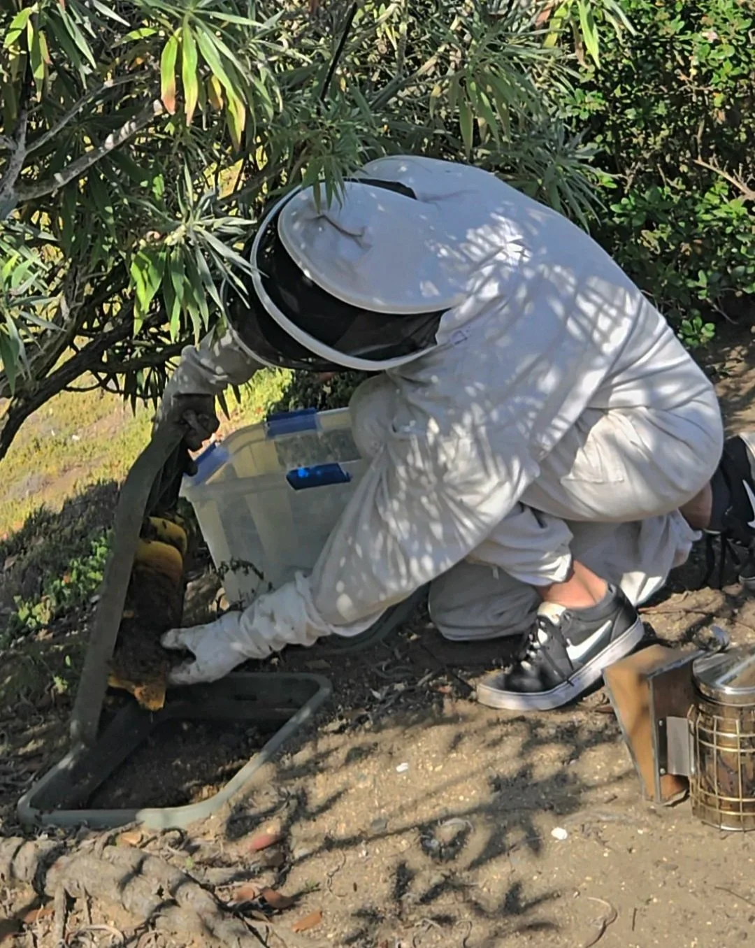 Bee Dash Rescue bee removal san diego specialist, removing a bee hive from an irrigation valve box.