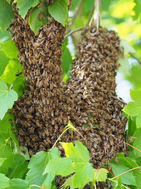 A large swarm of bees clustering on tree branches among green leaves.