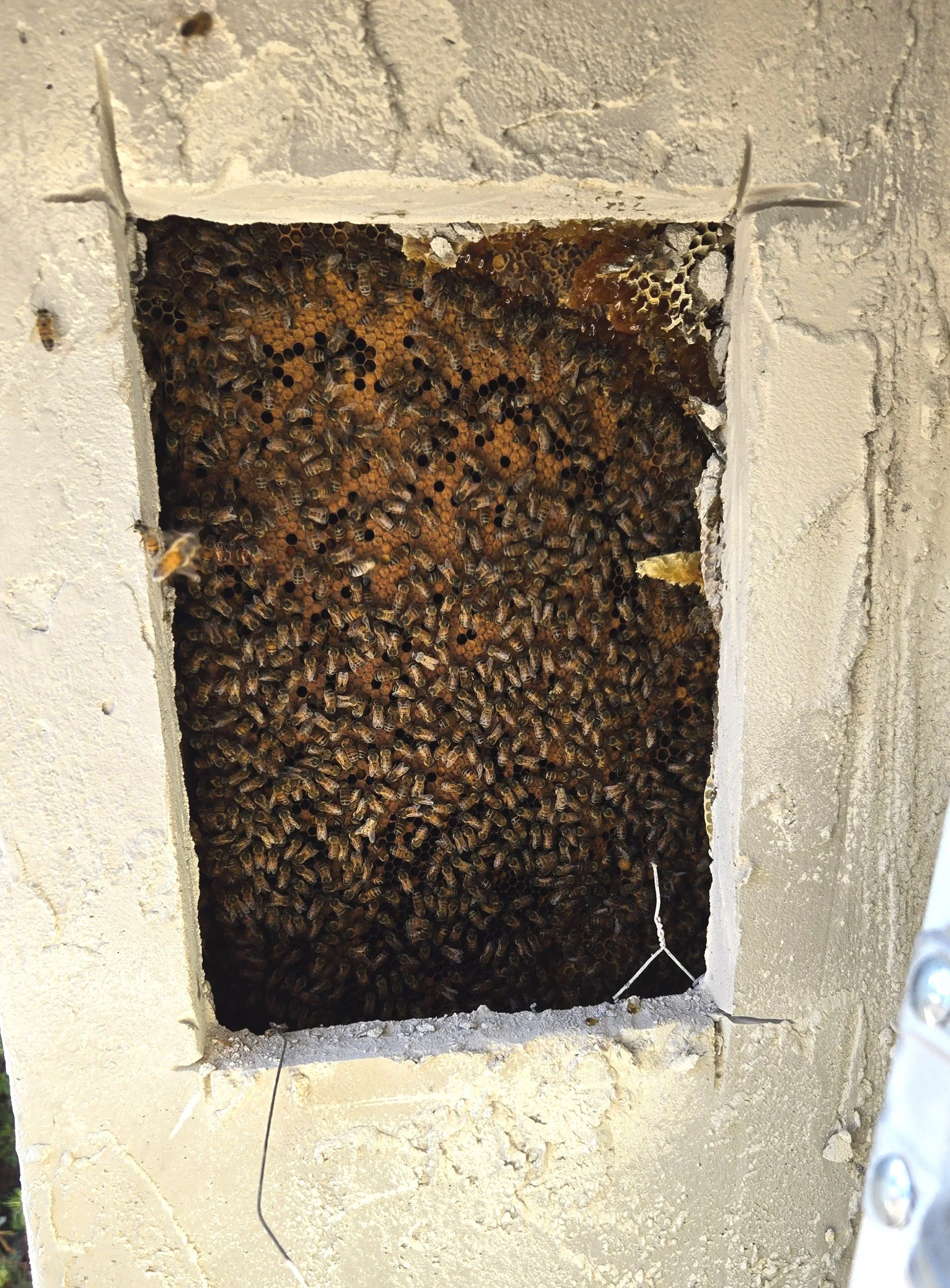 A hive of bees inside a rectangular opening in a wall, with bees working on their honeycomb.