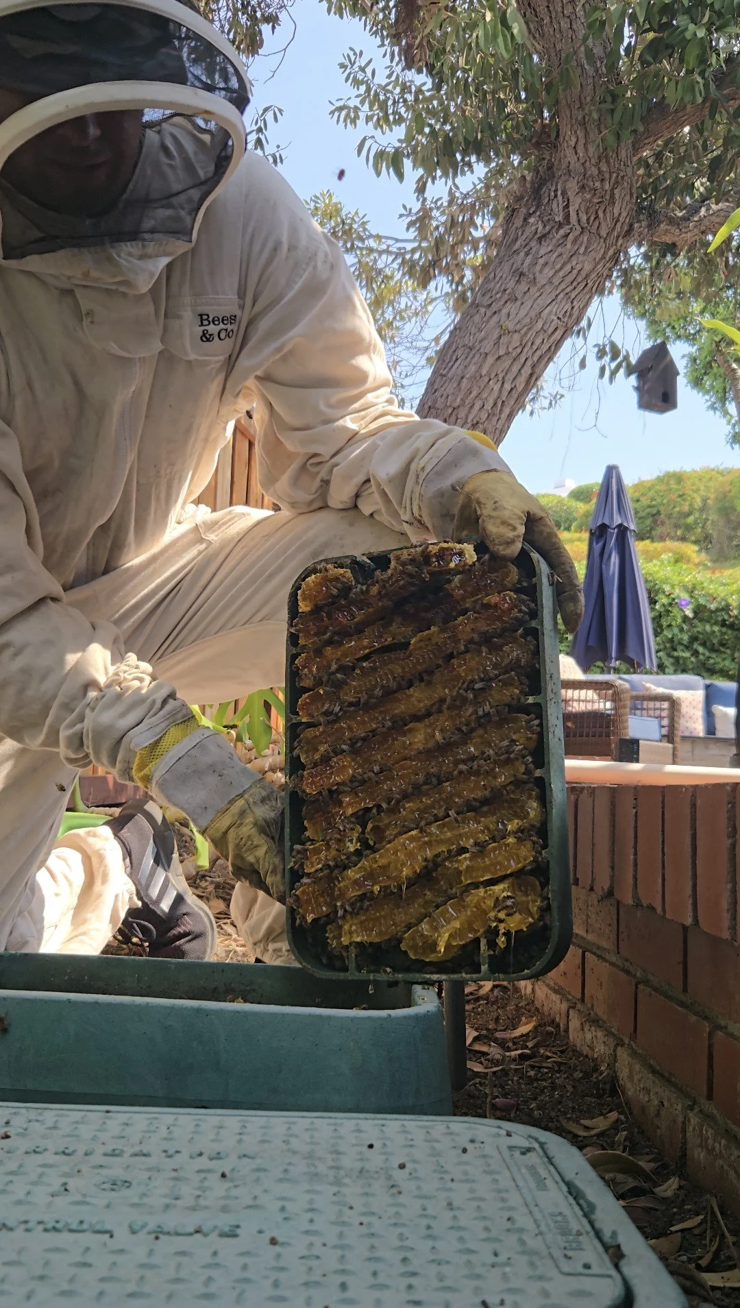 Bee removal san diego from a valve box showing a beekeeper in a bee suit removing the lid of the valve box full of bees and honeycomb.