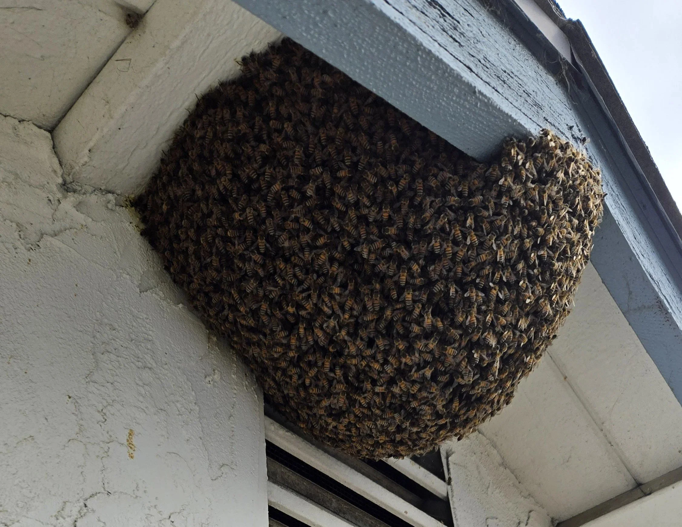 Swarm of bees clustered around a vent on the exterior of a building.