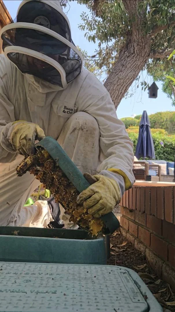 Person in beekeeping suit and veil inspecting a honeycomb frame outdoors.