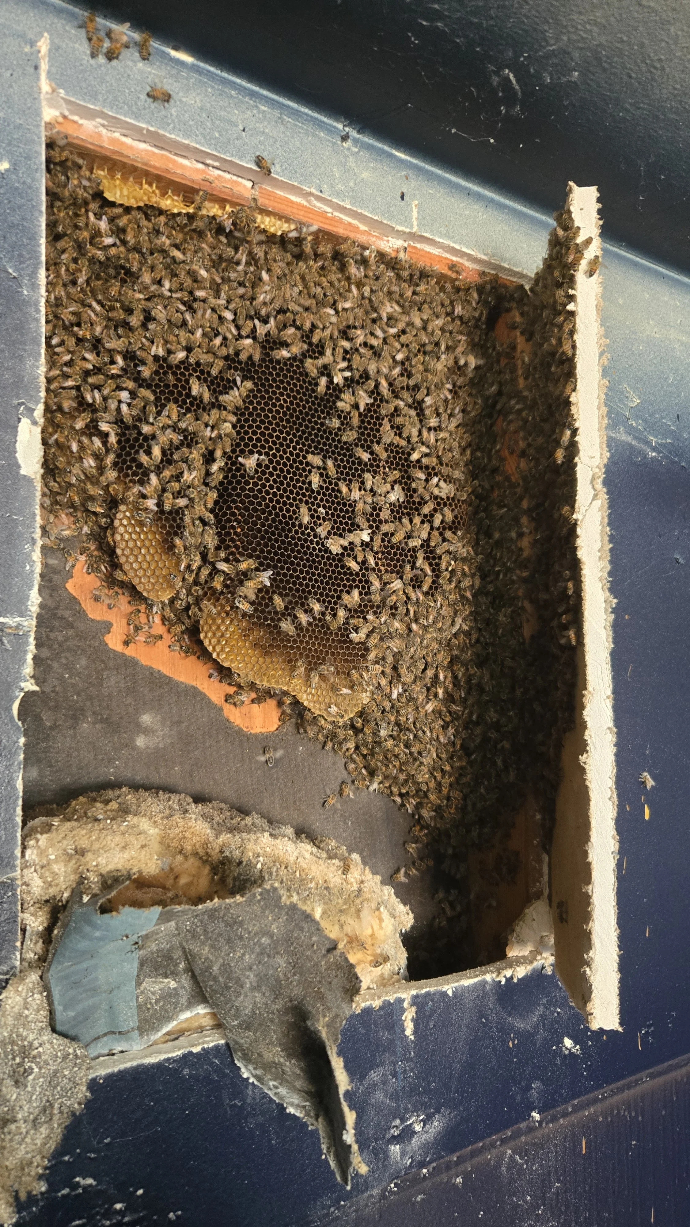 Bee removal from inside a wall showing bees and honeycomb in San Diego