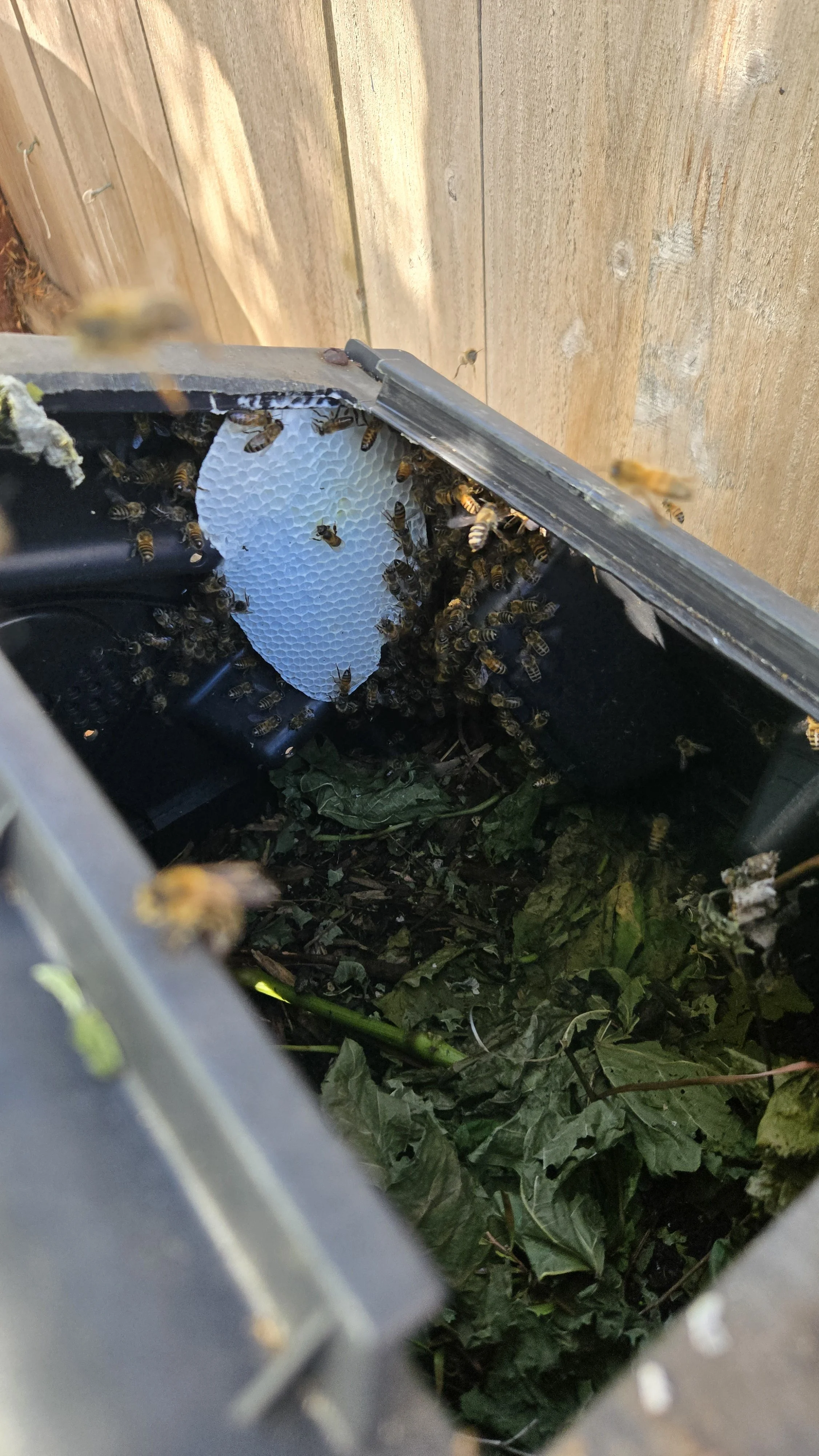 Small Bee Hive removal from compost bin in San Diego
