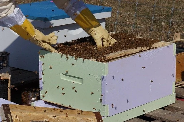 beekeeper pulling frames out of a full bee hive