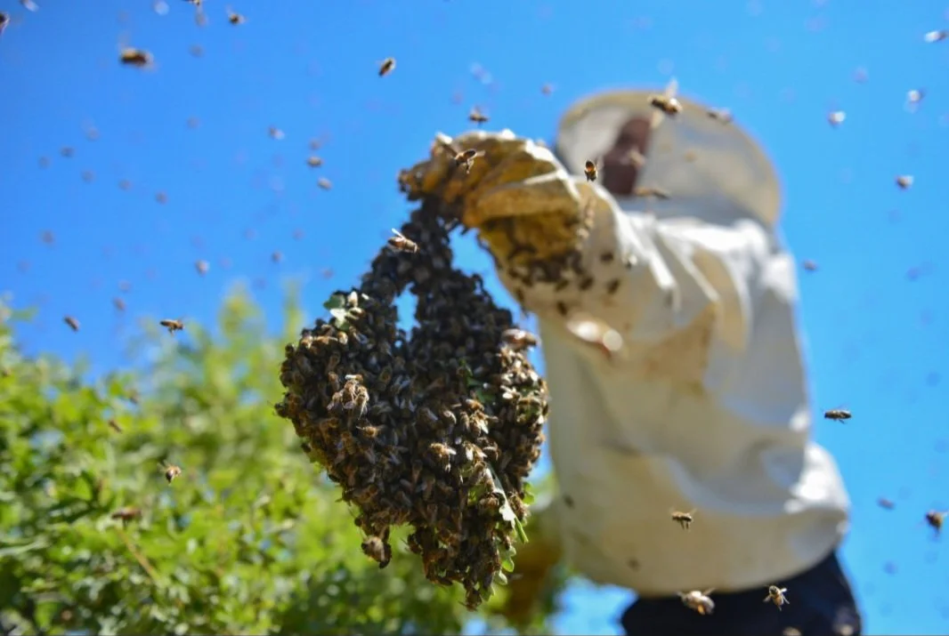 Person in protective suit with face mask inspecting or removing a honeycomb full of bees outdoors on a sunny day.