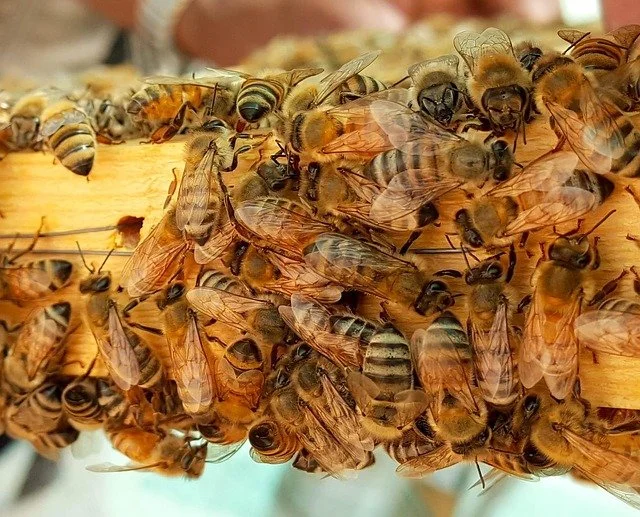 Close-up of a swarm of honeybees on a wooden hive frame.