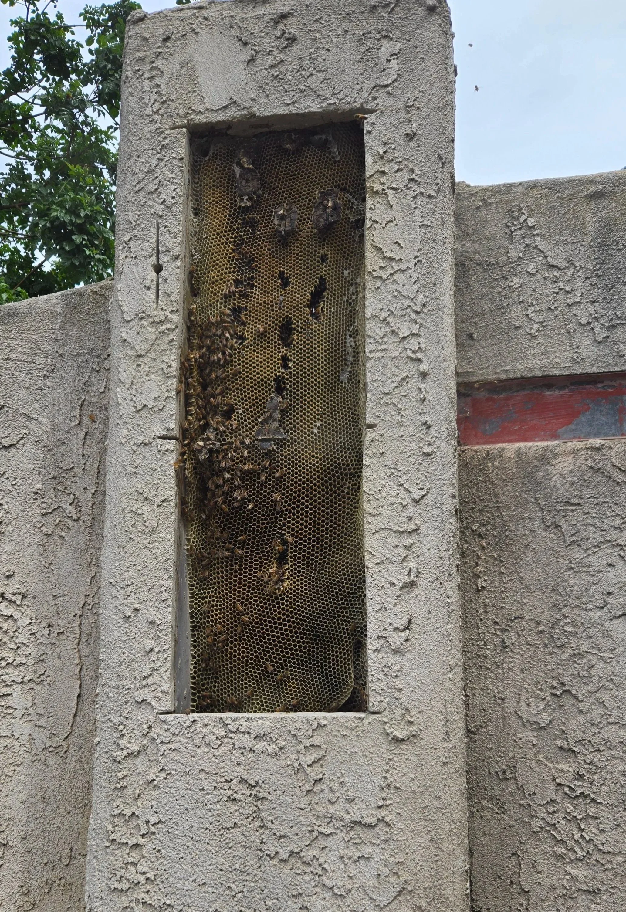 Bee removal of a 6 year old hive with thousands of bees and 4 feet of honeycomb from inside a stucco wall in San Diego