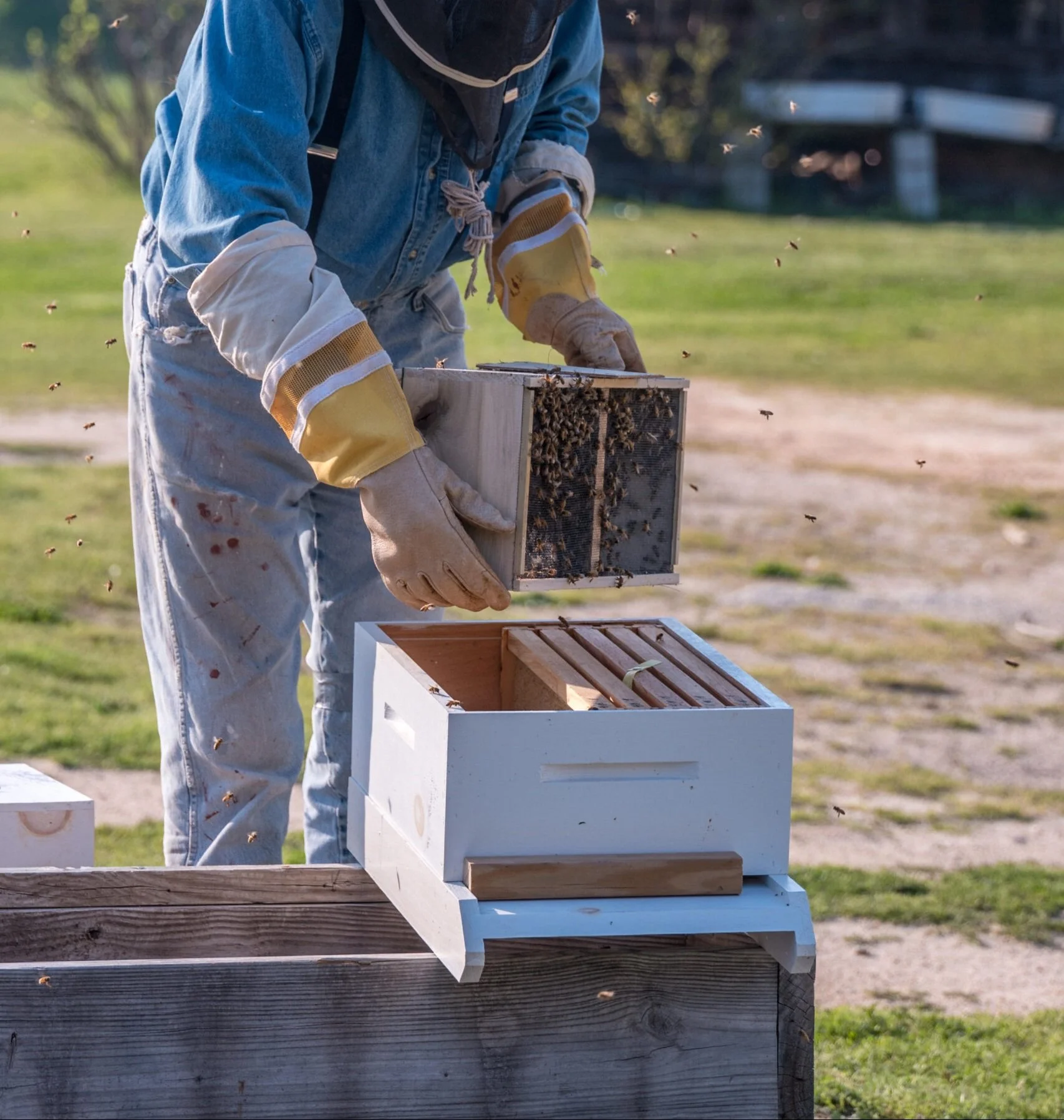 bee keeper adding bees to an empty super